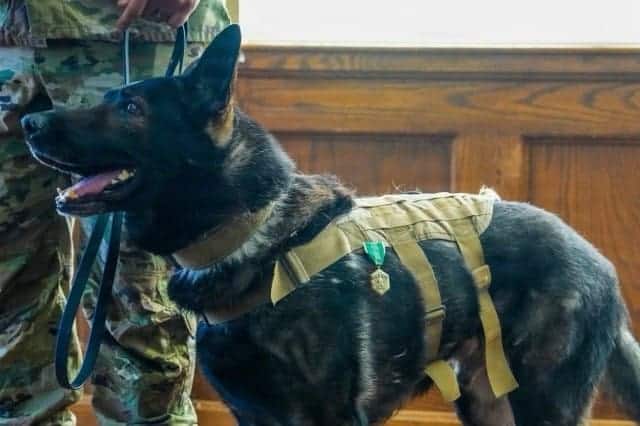 Nick le chien militaire portant des lunettes de protection