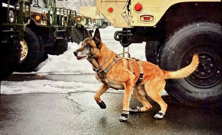 They seek no medals, only the trust of their handler,...